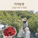 경남농장 | 부산근교 아이랑 체험할만한 곳 거제 지석농장 산딸기체험 토끼먹이주기까지 알차게