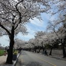 (주)디자인혜윰 | 경주 벚꽃 여행 실시간, 대릉원 돌담길 목련 1박2일코스