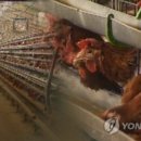 화석 양계장 네이버블로그