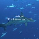 상어네 간식 | 요나구니섬 망치상어 다이빙 후기 전투 다이빙의 실체