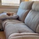 산책갈까 이미지