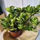 어반브런치 | 합정 브런치 카페 어반플랜트 방문 후기 커피도 맛있고 식물 이벤트까지 받은 후기