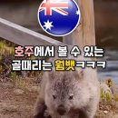 호주 웜뱃 특 이미지