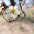 주차21 | 2026 양산 원동 매화축제 개화 상태 2월 21일 실시간 후기｜순매원 주차·원동역·접근 정보 총정리