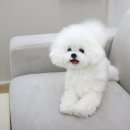 양모아네뜨