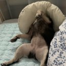 아임버디 이미지