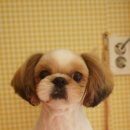 성내동물병원 이미지