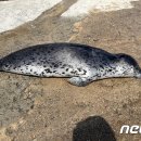 영덕경찰서 옆 이미지