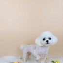 사르르몽몽 이미지