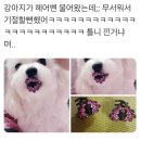 강아지가 머리핀 물고왔는데 기절 할 뻔!! 이미지