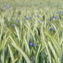 건초사료 이미지