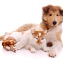 고등동물병원 이미지