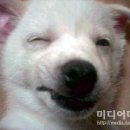미소 Daum카페