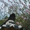 지보사