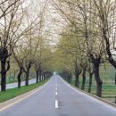 청주가로수길 이미지