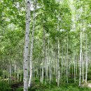 원대리 자작나무숲 이미지
