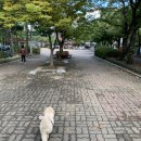 The 예쁘개 이미지