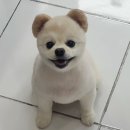 초원애견샵 이미지