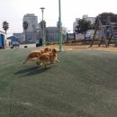 골든광택
