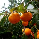 입암지구대 이미지