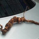 약초와 건강 이미지