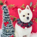 딥잉 산본점 | [일상] 두부 겨울 대비 미용하는 날 (곰돌이컷)