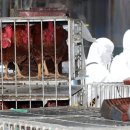 육계농장 이미지