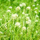 경기둘레길 이천37코스 | 경기둘레길 37코스 이천 장호원-여주 점동면 들판을 가로지르는 청미천길(노탑리 - 현수리)