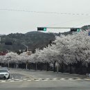 북한산로 벚꽃만개 🌸 이미지