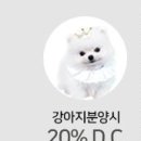 도그라이프 대구강아지분양 이미지