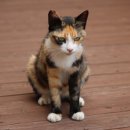 언주로7길 이미지