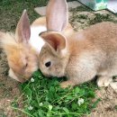 삼원 농장 이미지