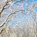 [내장산 신청] 새하얀 눈꽃 터널에서 즐기는 내장산 157차 눈꽃 정기산행! 2026년 01월 11일 일요일! 이미지