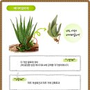 베이비가든