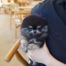 부산강아지분양 테디럽 명지본점 이미지