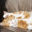 삼마네개냥이 이미지