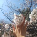 신석체육공원 입구 | 신석체육공원 나들이♡인천 신석체육공원 벚꽃 명소｜조용한 산책 코스 추천 🌸