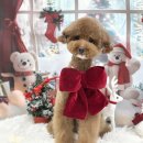 멍스타일 | 성남 중원구 애견미용 멍균관대 푸들미용 후기