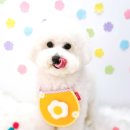 보노도그 이미지