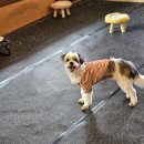 멍멍이와 숲속에서 | 🐶경주 강아지 호텔링+데이케어+애카 정착했어요!(+내돈내산)