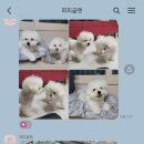 퍼피글랫 이미지