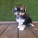 체리쉬독 이미지