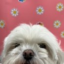 펫마켓 서구점 이미지