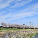 해미천 | 서산 해미천 벚꽃 아직 만개! 서울·경기 벚꽃 끝났다면 지금 추천 🌸 (주차장 있음)