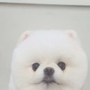 멍했냥 평택본점 이미지