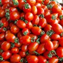 유기농 방울토마토 이미지