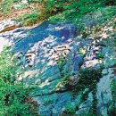 관훈동 ‘400년 회화나무’, 그 한 그루 그대로 숲이 되다 (장태동)