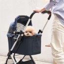 명문애견 이미지