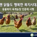 청정가축약품 | 자담치킨에서 상품권 받은 후기 + "동물복지"란?