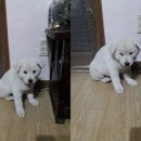 똥강아지 이미지
